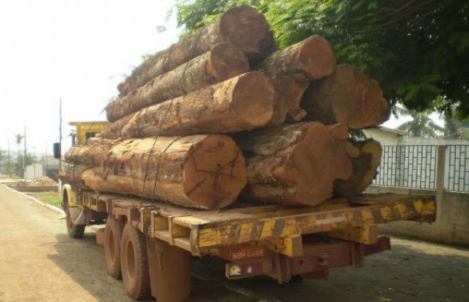 Líder dos industriais angolanos fala em &quot;pilhagem&quot; da madeira nacional
