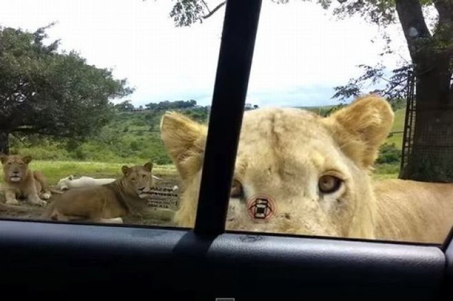 VÍDEO: Leoa abre porta de carro em safári e apavora passageiros