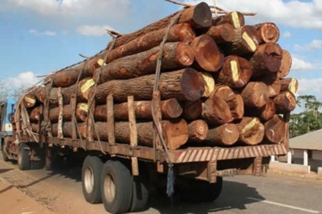 Governo angolano vai suspender exportações de madeira por três anos