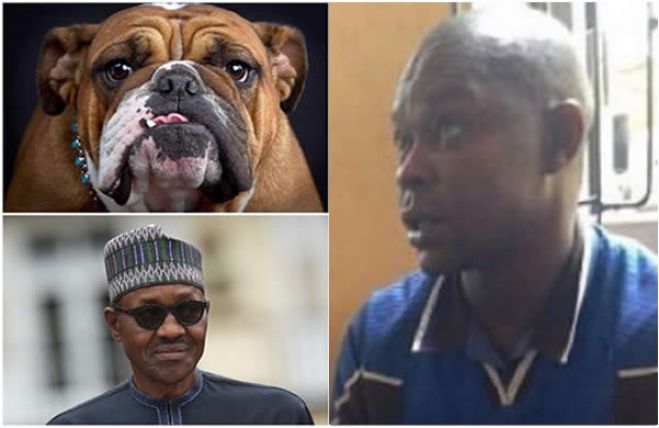 Comerciante Nigeriano deu o nome do Presidente ao cão e agora enfrenta julgamento