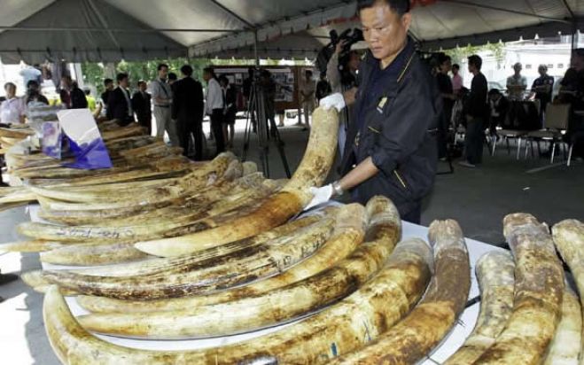 Traficantes provenientes de Luanda apanhados no Vietname com 180 kg de marfim