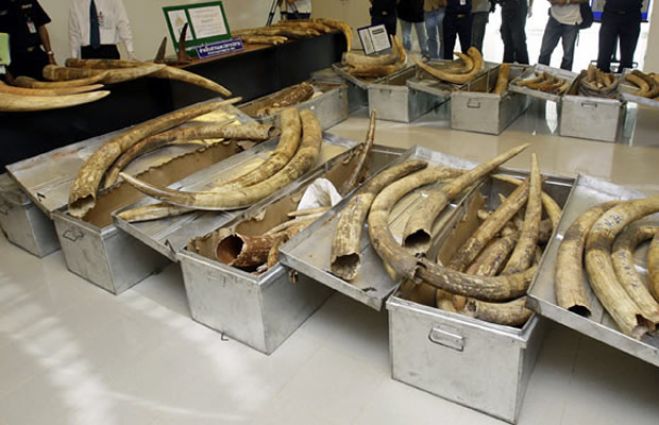 Quase 370 quilos de marfim apreendidos e um chinês detido no aeroporto de Luanda