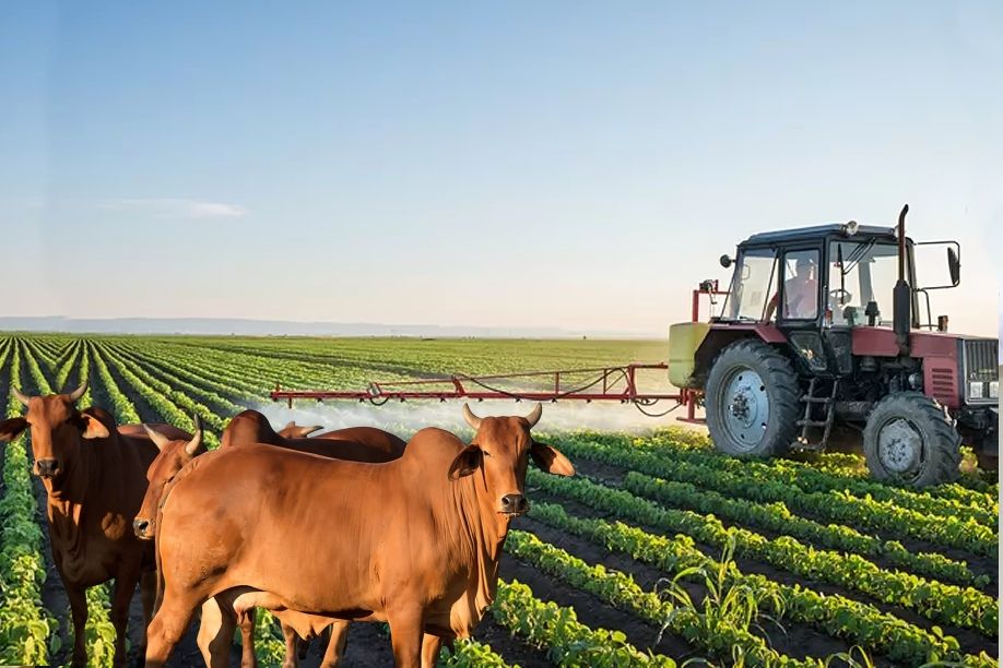 Brasil vai investir na agro-pecuária no Cuanza-Sul