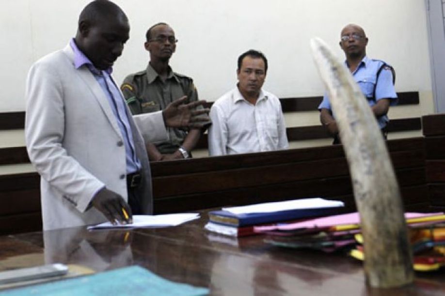 Cinco vietnamitas detidos em Luanda na posse de marfim