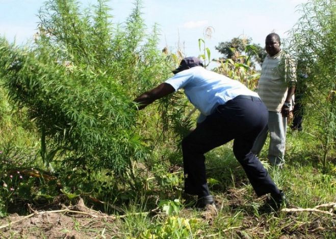 Polícia Nacional destrói 70.000 plantas de canábis cultivadas por congoleses