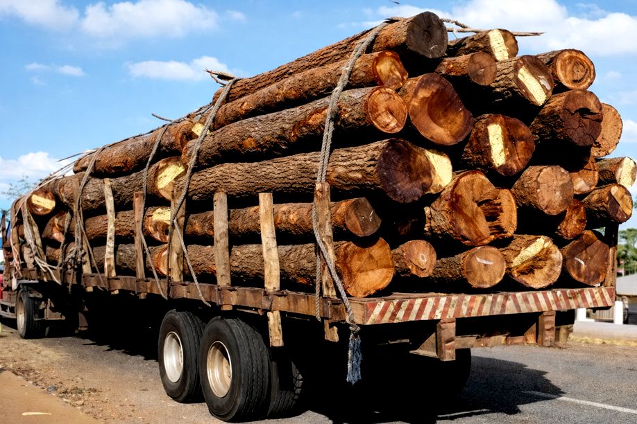 Governo angolano coloca à venda madeira Mussivi apreendida desde 2018 por corte ilegal