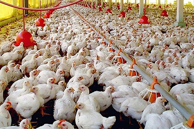 Carne de aves de criação com cloro proveniente dos EUA inundou Angola