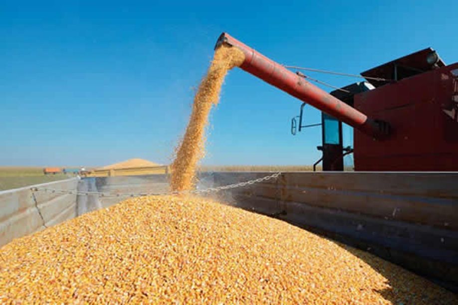 Angola paga anualmente mais de 791 milhões de dólares para importar grãos