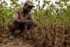 Mais de metade das terras cultivadas em Angola sofreram perdas em 2023/2024