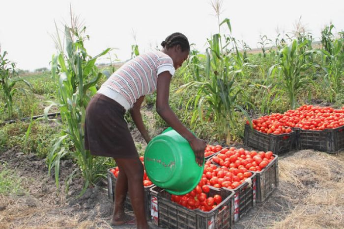 Angola e a FAO