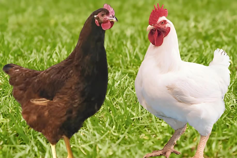 Angola recebe primeira remessa de aves geneticamente modificados para frango de corte tipo industrial
