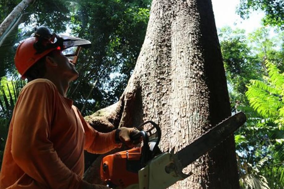 Angola levanta interdição de corte de árvores em plantações florestais