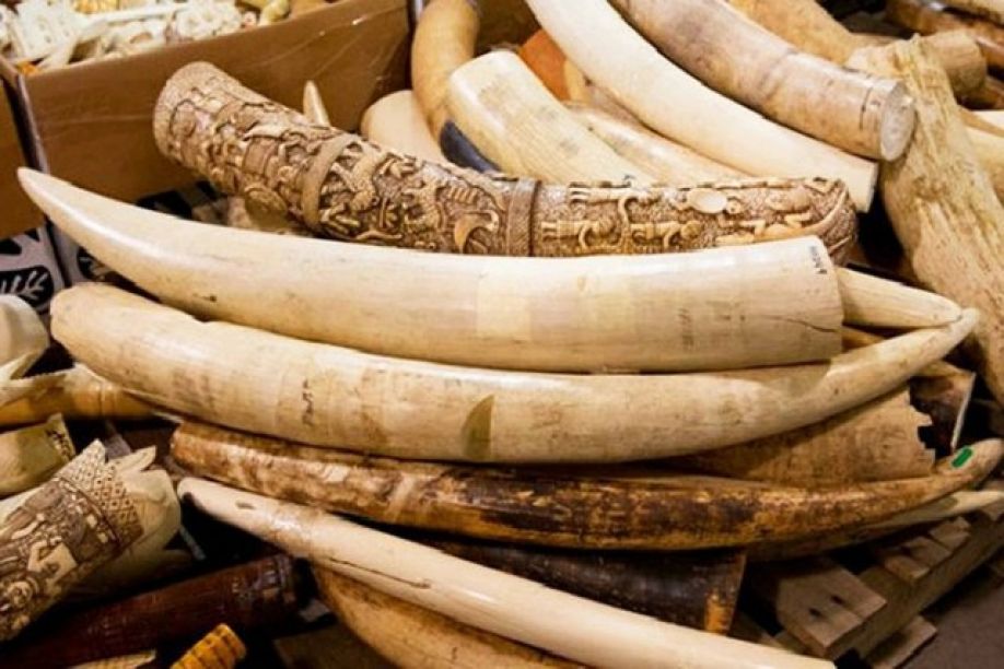 Apreendida mais de uma tonelada de marfim ilegal em Angola só em 2017